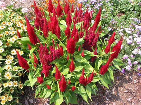 Feather Celosia Our Plants Kaw Valley Greenhouses A52