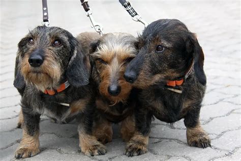 Different Colors Coat Types And Patterned Dachshunds And How They Are