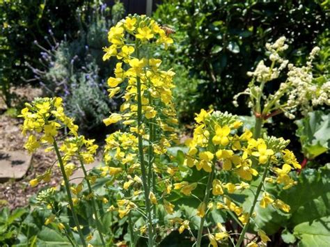 Why Is My Broccoli Flowering Causes And Solutions