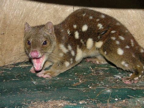 Quoll Find A Shock For Grafton Resident Grafton Daily Examiner