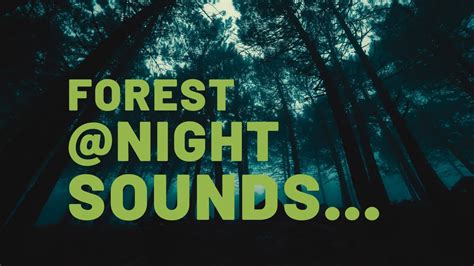 Relaxing Nighttime Forest Sounds Crickets Owls Birds Wind In Trees