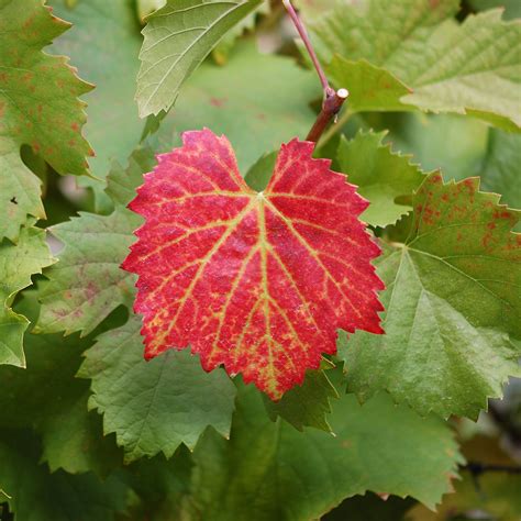 Filesingle Red Grape Vine Leaf Wikimedia Commons