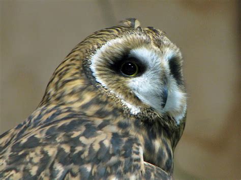 Nature Up Close Short Eared Owls Cbs News