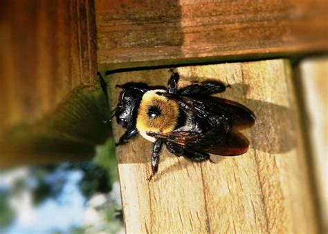 How To Repair Carpenter Bee Damage Best Bee Brothers Ph
