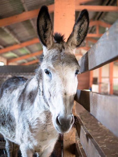 Lovely Grey Donkey Or On Barn Stock Photo Image Of Black Breed