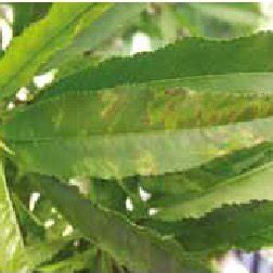 Check spelling or type a new query. Chlorotic rings, and patterns on plum leaves caused by ...