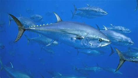 Top 10 Most Endangered Fish Species Duraking Fishing
