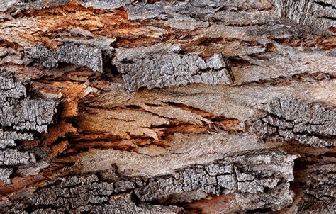 Wallpaper Background Tree Texture Bark Images For Desktop Section
