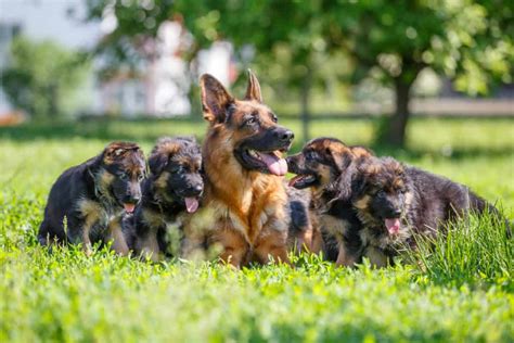 Our german shepherd puppies are the top of the line, litterally the best money can buy. How to Choose the Right German Shepherd Puppy From a ...