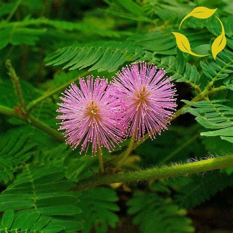 Sensitive Plant Mimosa Pudica 50 Seeds Ebay