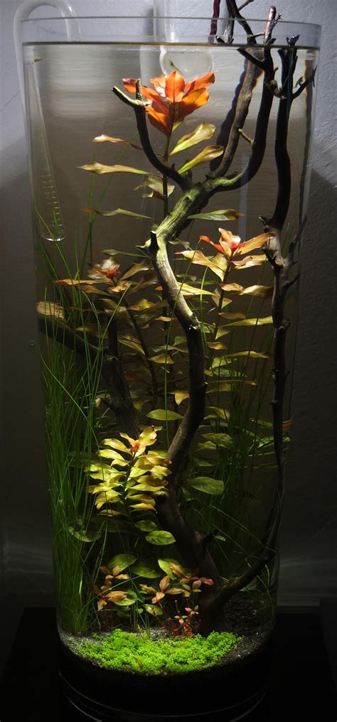 My Vase Tank A Few Months In Imgur Diy Fish Tank Cool Fish Tank