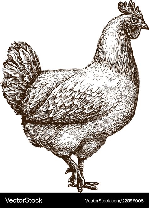 Chicken Hen Sketch Poultry Farm Concept Drawn Vector Image