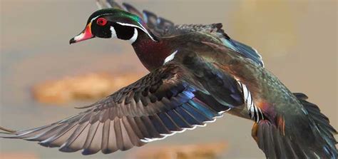 Status Of The Wood Duck
