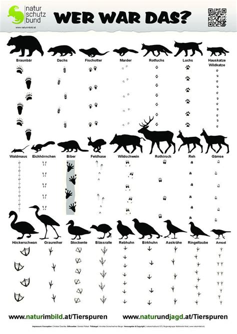 Sie können dazu verwendet werden tiere zu verfolgen und aufzuspüren (spurenlesen). Tierspurenbestimmungsblatt, Spuren von 25 heimischen ...