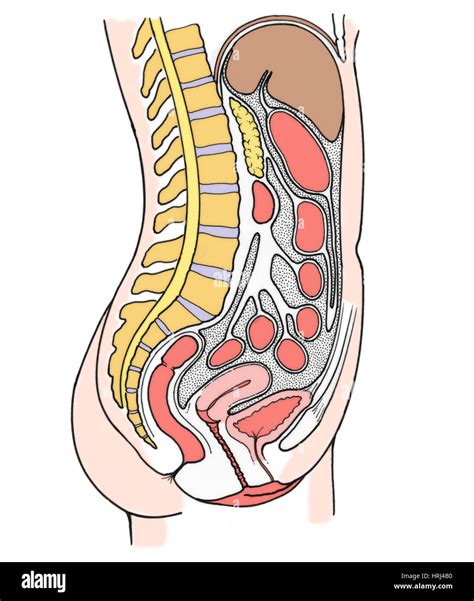 Female Human Muscles Diagram Human Internal Organs Diagram Stock My