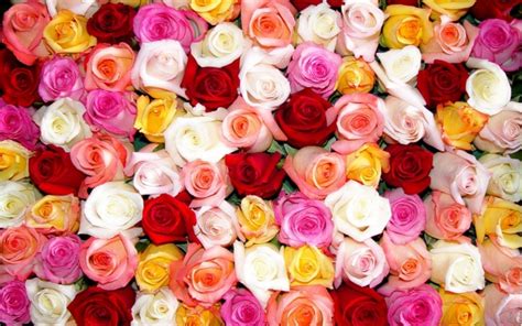 30 Imágenes Bonitas De Flores Hermosas Para Apreciar Y Descargar