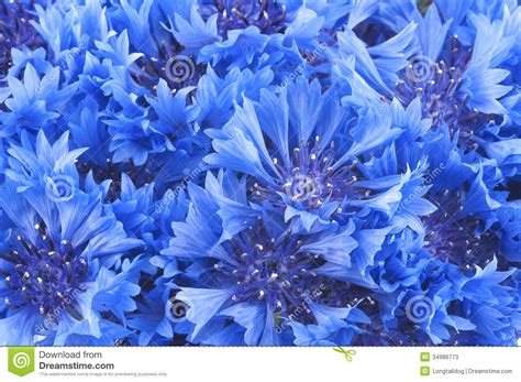Close Up Of Beautiful Blue Flower Of Cornflower Stock