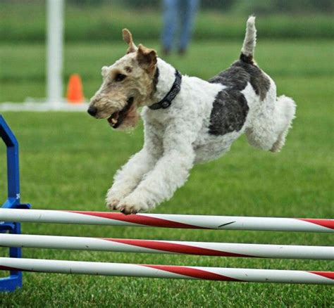Pin By Gill Chappel On Favorite Dogs Wire Fox Terrier Fox Terrier