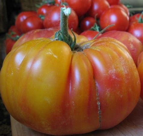 Mr Stripey Tomato Heirloom Seeds Organic Bulk Etsy Uk