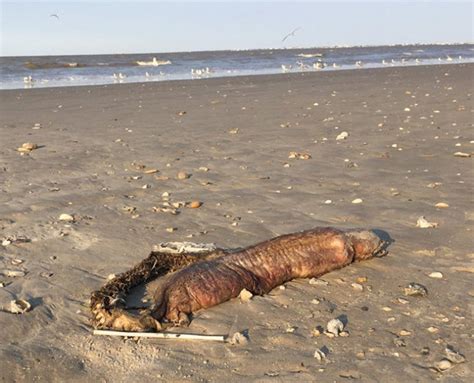 Criatura Misteriosa Aparece Em Praia Do Texas Após O Furacão Harvey E Assusta Moradores