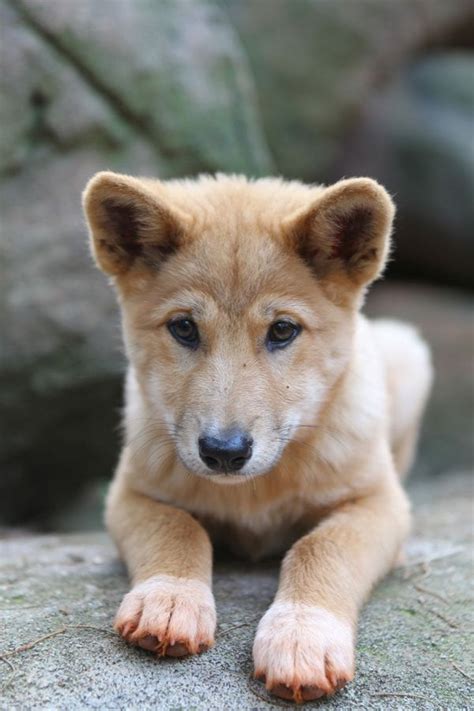 Dingo Pup Raustralia