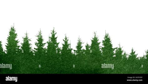 Vector Silhouette Forest Fir And Pine Tree Tops Watercolor Green