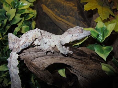Leaf Tail Gecko Twin Cities Reptiles