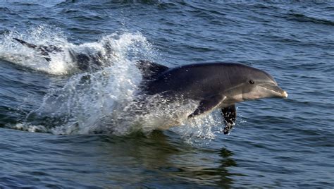 Mysterious Dolphin Deaths Continue In Gulf Of Mexico