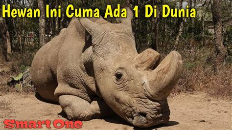 19 Hewan Yang Hampir Mau Punah Untuk Mempercantik Rumah