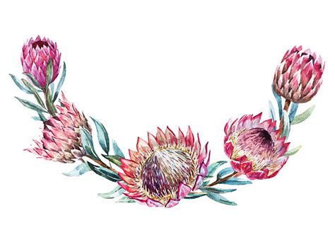 Protea Illustrations Royalty Free Vector Graphics And Clip Art Istock