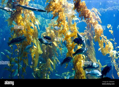 Giant Kelp Or Giant Bladder Kelp Macrocystis Pyrifera Is The Largest
