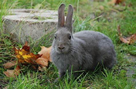 Todo Lo Que Debes Saber Antes De Adoptar Un Conejo En Casa