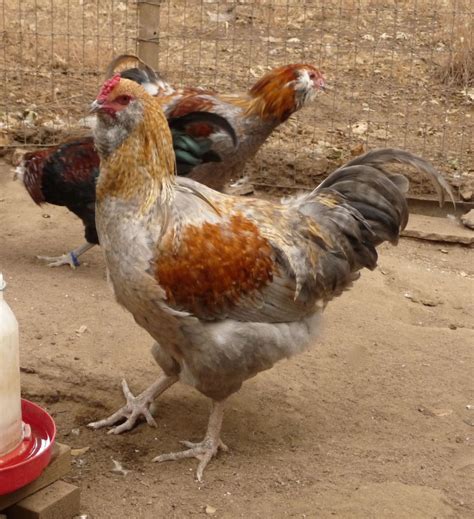 Where did the ameraucana chicken breed come from? Beautiful, quality roosters looking for pet homes in ...