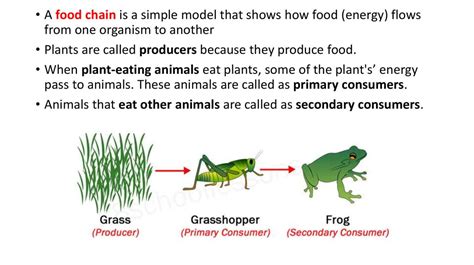 Food chain and food web food chain is a linear sequence of organisms which starts from producer organisms and ends with decomposer species. Food chain and food web - online presentation