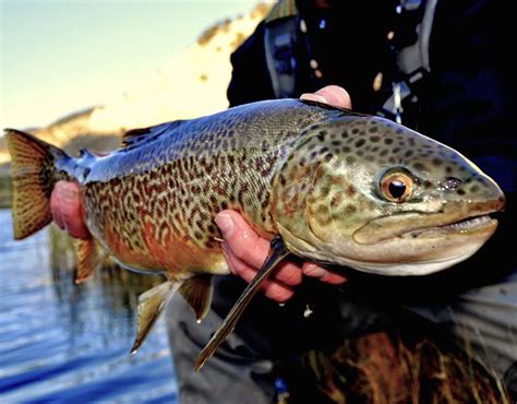 Tiger Trout The Tiger Trout Is A Sterile Hybrid Cross Between A Female