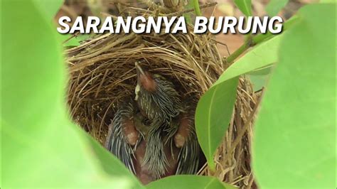 Kali ini irfan berkunjung kerumah panji. Sarangnya Burung Di Hutan Belakang Rumah - YouTube