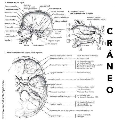 Para Colorear Del Cráneo Interno Libros De Anatomia Anatomía