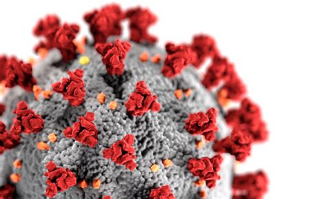 2019 novel coronavirus, wuhan seafood market pneumonia virus) — оболочечный одноцепочный. Una nueva mutación del SARS-CoV-2 surgió de España en ...