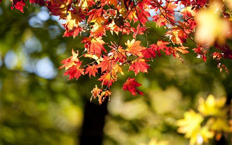 Download 3840x2400 Wallpaper Autumn Nature Leaves Bokeh Blur 4k Ultra Hd 1610 Widescreen