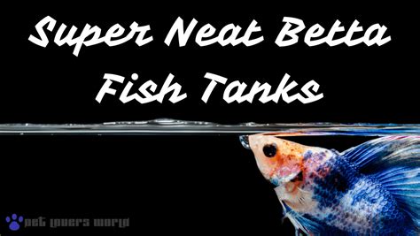 10 Best Super Neat Betta Fish Tanks for Your Home or ...