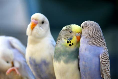 Budgies Are Awesome How To Teach Your Budgie To Talk In 5 Steps