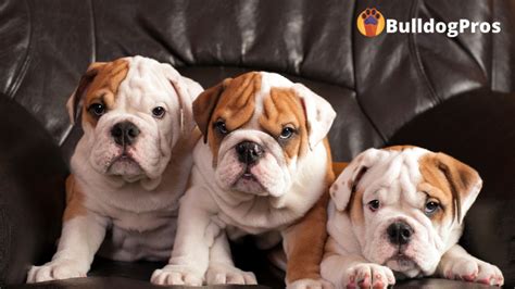 How To Potty Train An English Bulldog Puppy 2023 Guide