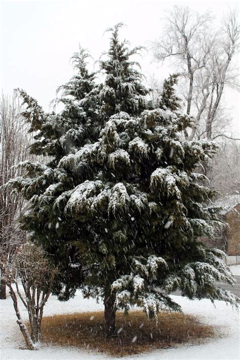 Is It A Good Idea To Plant Cedar Trees In The Winter