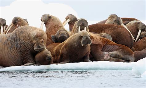 Alaska And Russia Join Forces To Create Database Of Walrus Haulouts