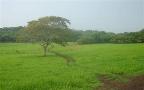 We did not find results for: Finca GANADERA de 751ha en Bagaces, Guanacaste, Costa Rica ...