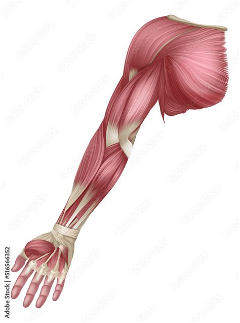 Arm Muscles Human Muscle Medical Anatomy Diagram Stock Vector Adobe Stock