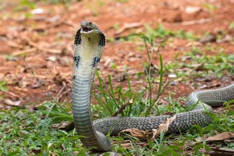Wildlife 8 Intriguing King Cobra Facts Treehugger Reptilenesia