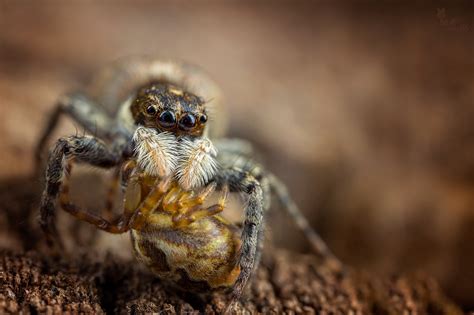 How To Take Amazing Spider Macro Photos Nature Ttl