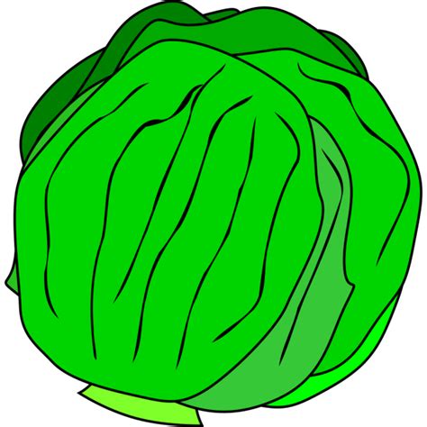 Whole Lettuce Svg Clip Arts Download Download Clip Art Png Icon Arts