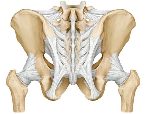 Pelvic Girdle Posterior View Ligaments Of The Lumbar Spine And Pelvis